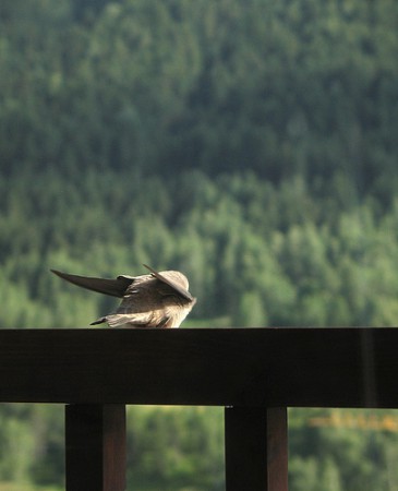 Un oiseau